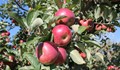 Ябълките на баба са отровни?