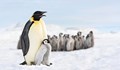 Топенето на ледове в Антарктида погубва малките императорски пингвини