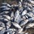 Мръсни фекални води са убили рибата в река Девинска