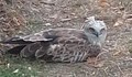 Откриха прострелян орел край Плевен