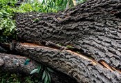 11-тонно дърво падна върху детско легло в Германия