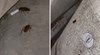 Нашествие от хлебарки в центъра на Русе