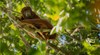В Мексико е толкова горещо, че маймуни падат мъртви от дърветата