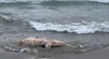 Мъртъв делфин изплува на плажа в Поморие