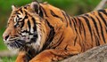 Тигър уби млад мъж в Индонезия