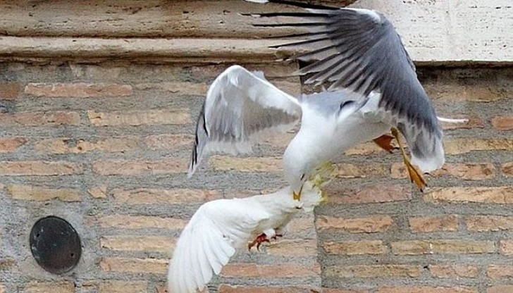 Чайка нападна папския гълъб за мир в Украйна