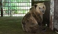 Зам.-кмет на Русе организира жива верига заради мечките в Лесопарка