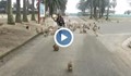 Стотици зайци преследват това момиче на японски остров