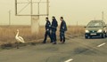 Добри хора помогнаха на лебед да пресече пътя Бургас - Слънчев бряг