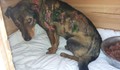 Садисти запалиха бездомно куче в Бургас