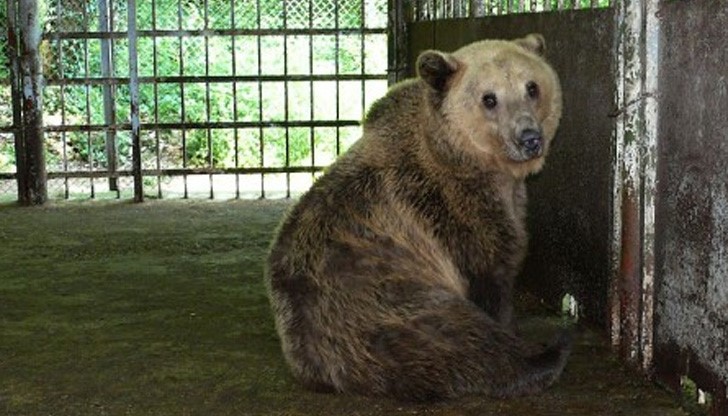 Местят русенските мечки в Добрич