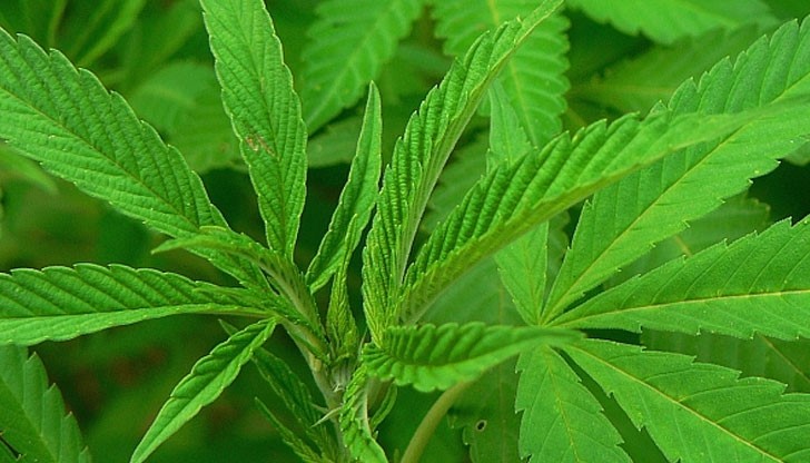 Тръгна европейска инициатива за легализация на канабиса Тръгна европейска инициатива за легализация на канабиса