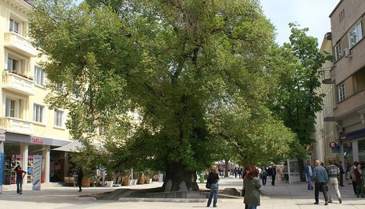 Подкрепете стария бряст в надпреварата за "Европейско дърво на годината"