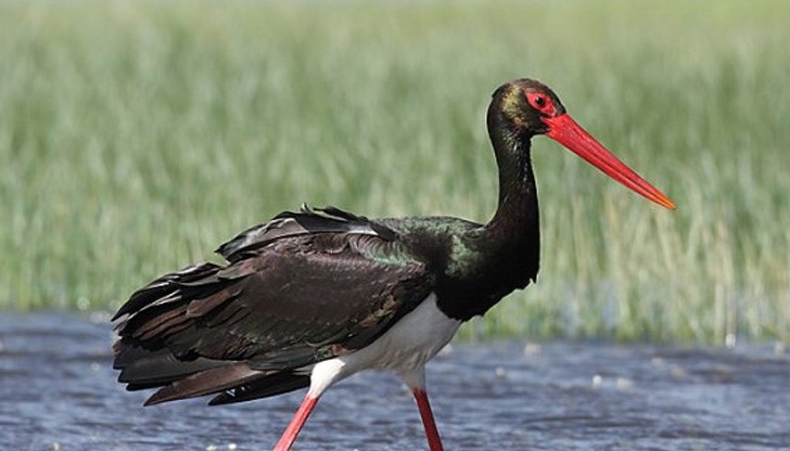 Поставят сателитен предавател на черния щъркел от "Русенски лом" Поставят сателитен предавател на черния щъркел от "Русенски лом"