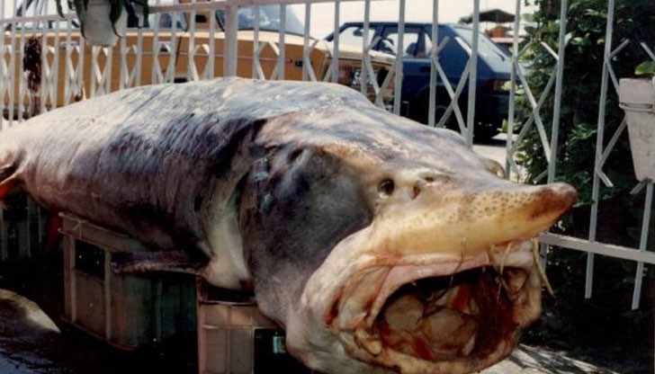 Чудовища дебнат в река Дунав Чудовища дебнат в река Дунав