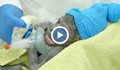 Новородено горилче е едно от най-сладките неща, които ще видите днес