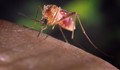 Тропически зарази плъзват към България
