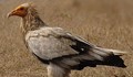 Египетски лешояд пристигна в природен парк „Русенски Лом”