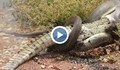 Змия удуши крокодил и го погълна