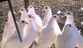 Откраднаха 11 "пощи" от русенски гълъбар