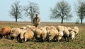 77-годишен овчар осъден за точене на евросубсидии