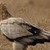 Египетски лешояд пристигна в природен парк „Русенски Лом”