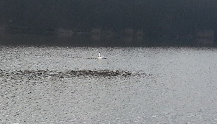 Лебед на Текето