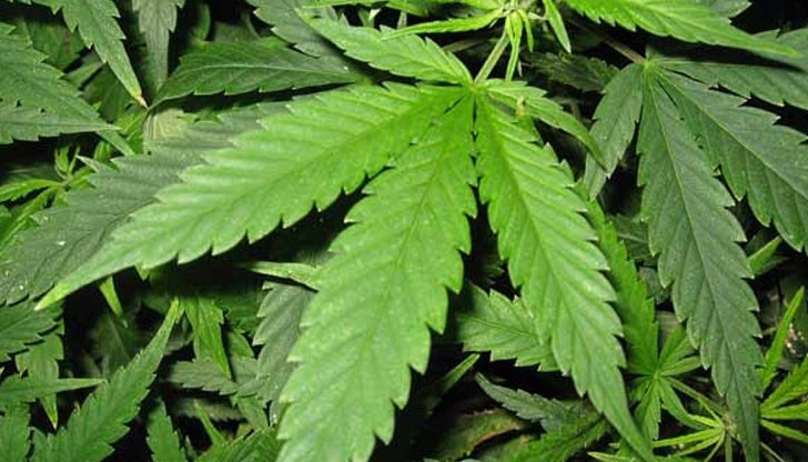 Закусвалня продава сандвичи с марихуана Закусвалня продава сандвичи с марихуана