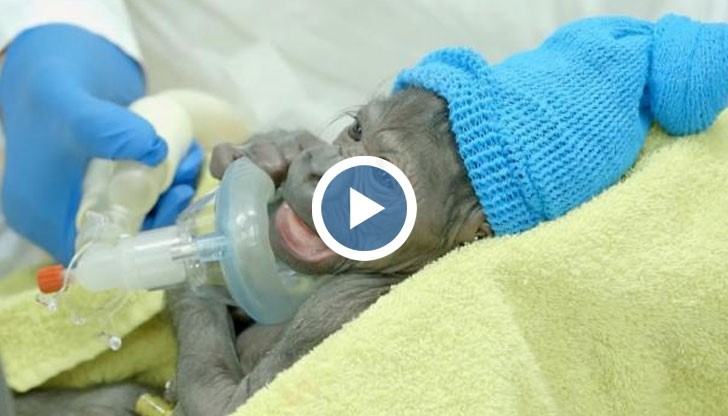 Новородено горилче е едно от най-сладките неща, които ще видите днес