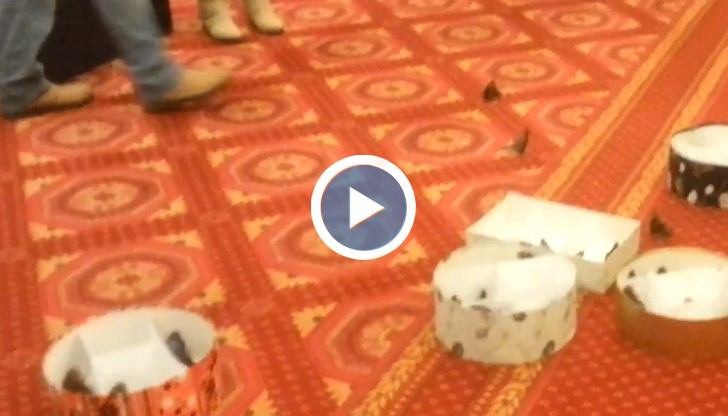 Маскиран пусна пеперуди в парламента и избяга