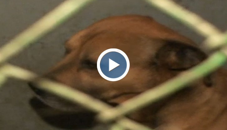 Ще умъртвят питбулите нахапали до смърт жена от Червена вода