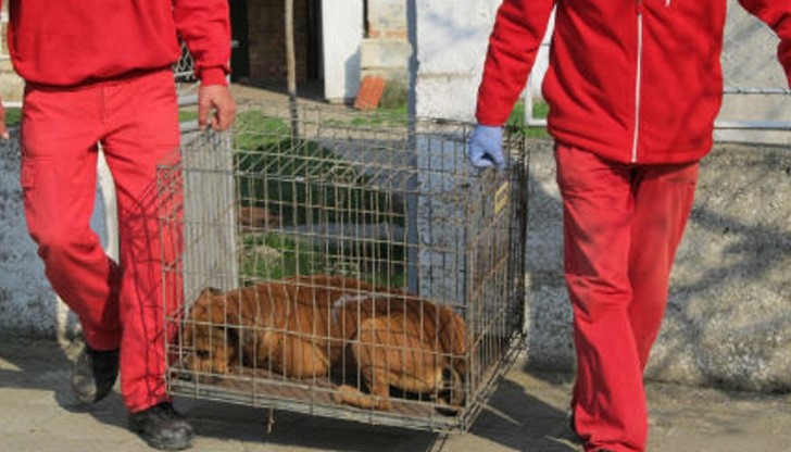 Полицията: Нахапаната баба е изнервила питбулите Полицията: Нахапаната баба е изнервила питбулите