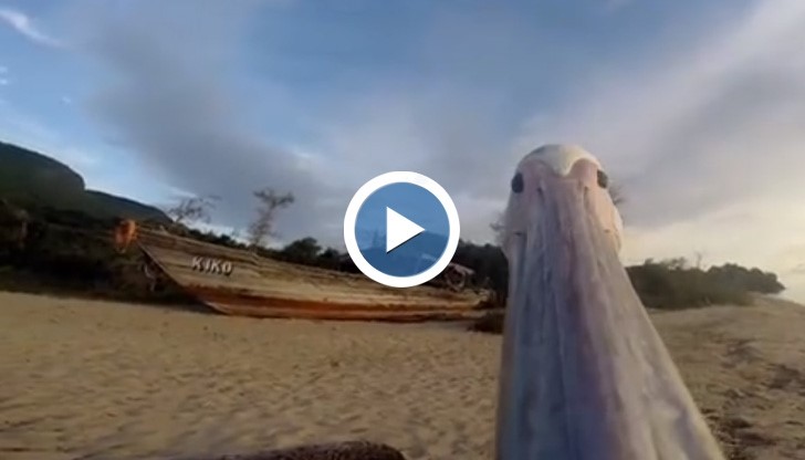 Преживейте първия полет на пеликан с това уникално видео