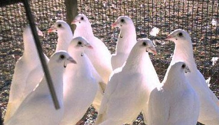 Откраднаха 11 "пощи" от русенски гълъбар