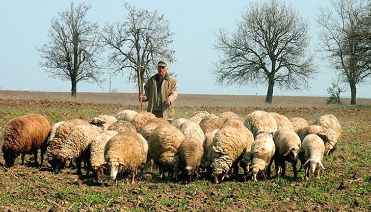 77-годишен овчар осъден за точене на евросубсидии