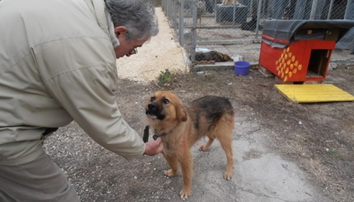 Деца скаути ще осиновяват бездомно куче Деца скаути ще осиновяват бездомно куче