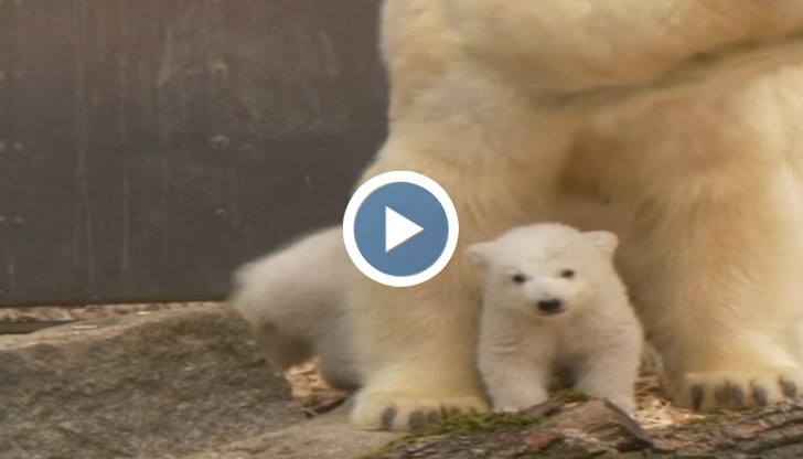 Полярни мечета бебета играят на открито пред оператори и фотографи