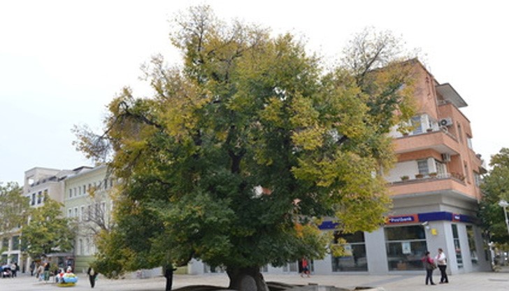 Старият бряст е "Европейско дърво на годината 2014"