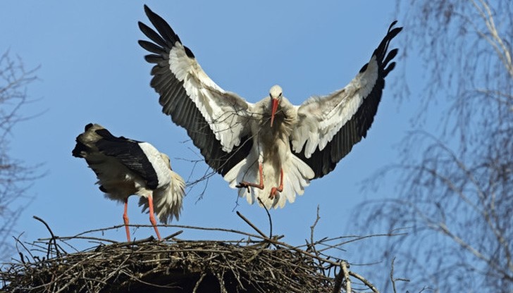 12 години щъркел се връща при ранената си любима