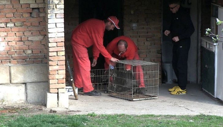 Приспаха свирепите питбули нахапали жена до смърт