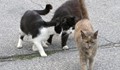 Съседите: Колят котки в мазето за медицински конци