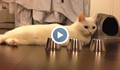 Умно коте играе на "тука има, тука нема"