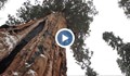 Уникални снимки на най-голямо дърво в света
