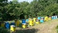 Задигнаха пчелни кошери в Русенско