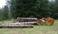 Бракониери изсекли стотици декари с горски масиви в Русенско