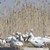 Излюпи се ново поколение пеликани в резервата "Сребърна"
