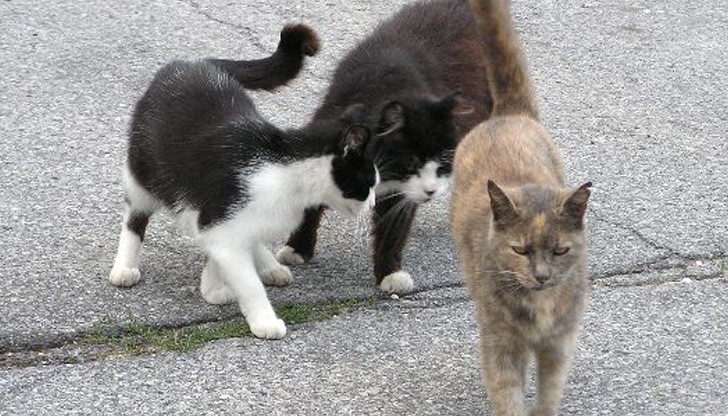 Съседите: Колят котки в мазето за медицински конци Съседите: Колят котки в мазето за медицински конци