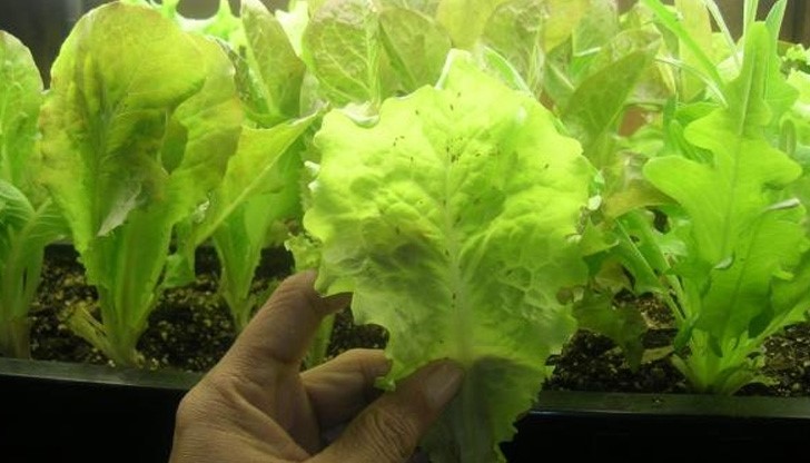 Марули "гарнирани" с въшки заляха пазара Марули "гарнирани" с въшки заляха пазара