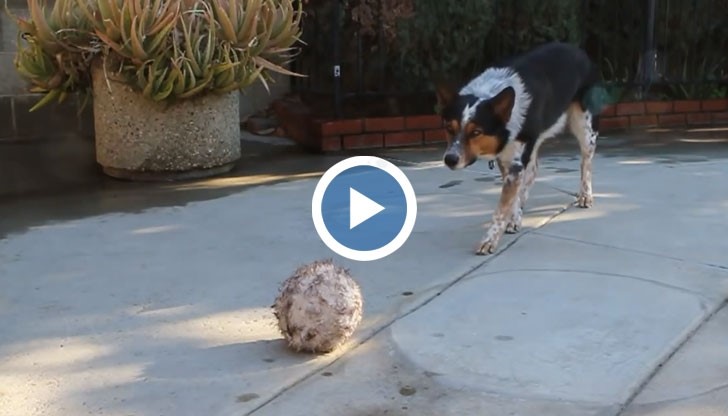 Най-умното куче на света