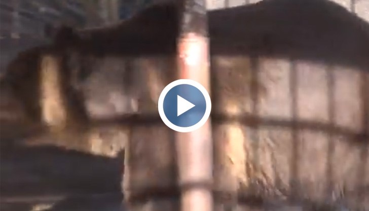 От животните с любов